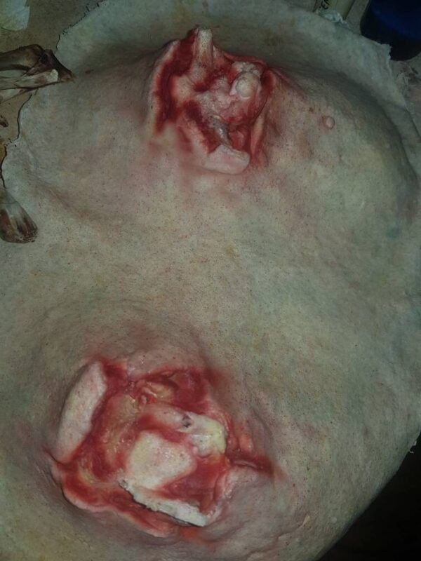 Broken Angel Wings / Bones - Image 2
